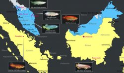 Asian arowana distribution map.jpg