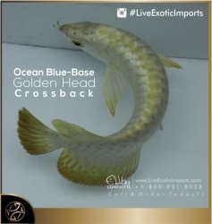 LiveExoticImports-OceanBlueCrossback-1.jpg