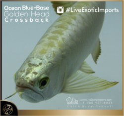LiveExoticImports-OceanBlueCrossback-2.jpg