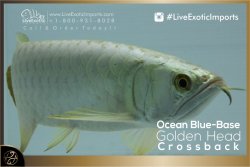LiveExoticImports-OceanBlueCrossback-4.jpg