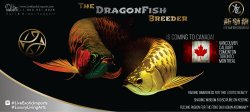 LEI-LiveExoticImports-DreamFishBossIsComing-AsianArowana-DragonFish.jpg