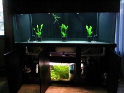 new tank.JPG