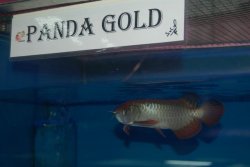 panda gold 8.JPG