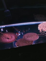 IMG010.JPG