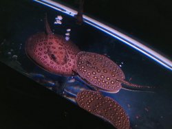 IMG011.JPG
