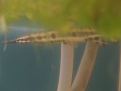 gar.jpg