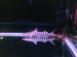 IMG032.JPG