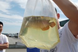Dragonfish Canada Order July 17,2008 039.JPG