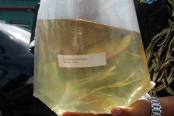 Dragonfish Canada Order July 17,2008 041.JPG