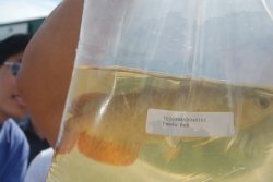 Dragonfish Canada Order July 17,2008 043.JPG