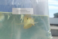 Dragonfish Canada Order July 17,2008 054.JPG