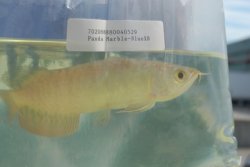 Dragonfish Canada Order July 17,2008 056.JPG
