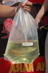 Dragonfish Canada Order July 17,2008 069.JPG