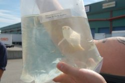 Dragonfish Canada Order July 17,2008 073.JPG