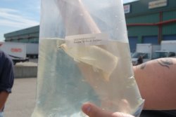 Dragonfish Canada Order July 17,2008 074.JPG