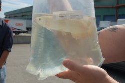 Dragonfish Canada Order July 17,2008 075.JPG
