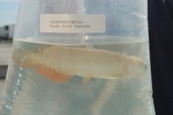 Dragonfish Canada Order July 17,2008 089.JPG