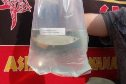Dragonfish Canada Order July 17,2008 108.JPG