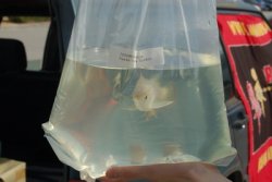 Dragonfish Canada Order July 17,2008 134.JPG