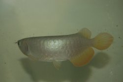 Dragonfish Canada Order July 17,2008 144.JPG