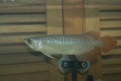 Dragonfish Canada Order July 17,2008 155.JPG