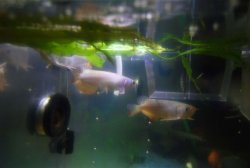 DSC_0001a.jpg