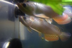 DSC_0004a.jpg