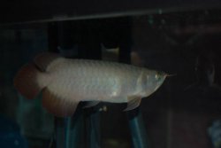 DSC_1557.JPG