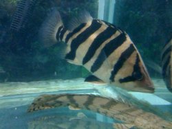 IMG_0221a.JPG