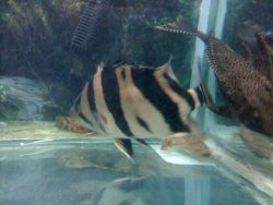 IMG_0215a.JPG