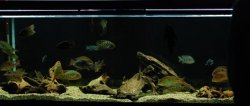 185G Cichlid Tank (Small).jpg