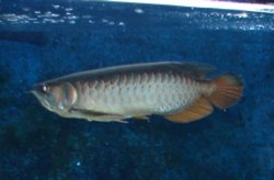 Pictures of Aquarium 066a.jpg