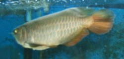 Pictures of Aquarium 036.jpg