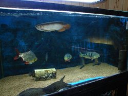 Pictures of Aquarium 066.jpg