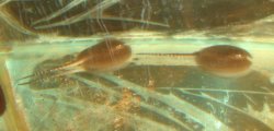 Pictures of Aquarium 010.jpg