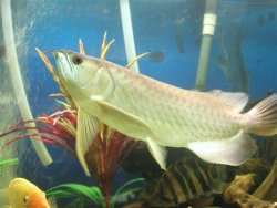 bichir feb 09 034.jpg