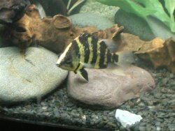 bichir feb 09 054.jpg