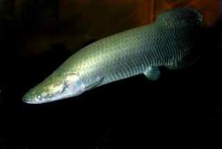 arapaima lowest res.jpg