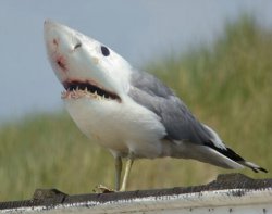 birdshark.jpg