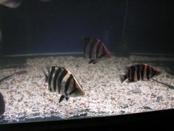 June 17 2008 058.jpg