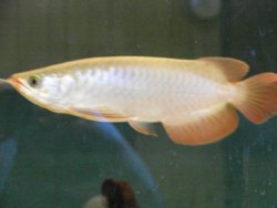 aquarium2 309.jpg