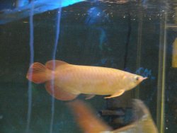 aquarium2 307.jpg