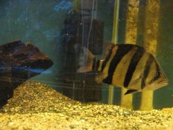 aquarium2 312.jpg