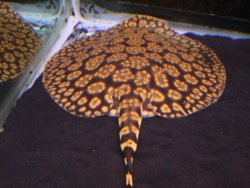 Rays james5.jpg