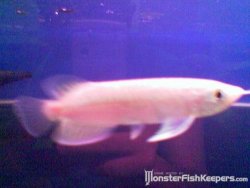 albino super red.jpg