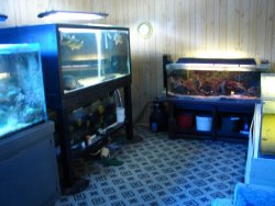fishroom.jpg