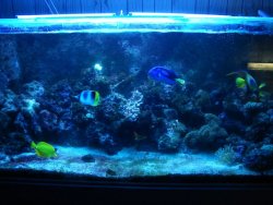 200reef.jpg
