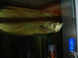 s Fish 031.jpg