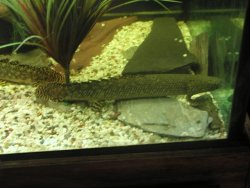 bichir feb 09 114.jpg