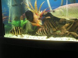 bichir feb 09 049.jpg